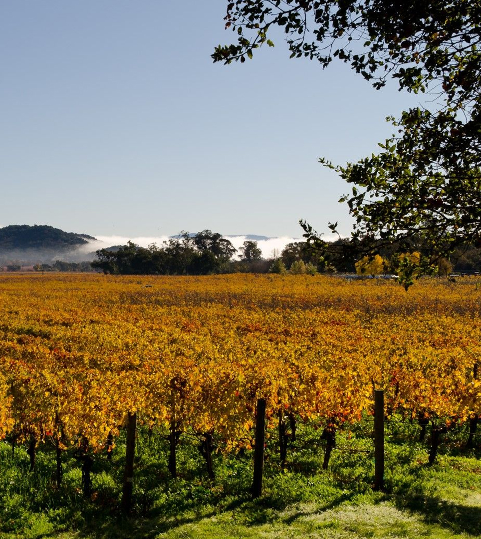 MAKE THE MOST OF YOUR NAPA VALLEY ADVENTURE