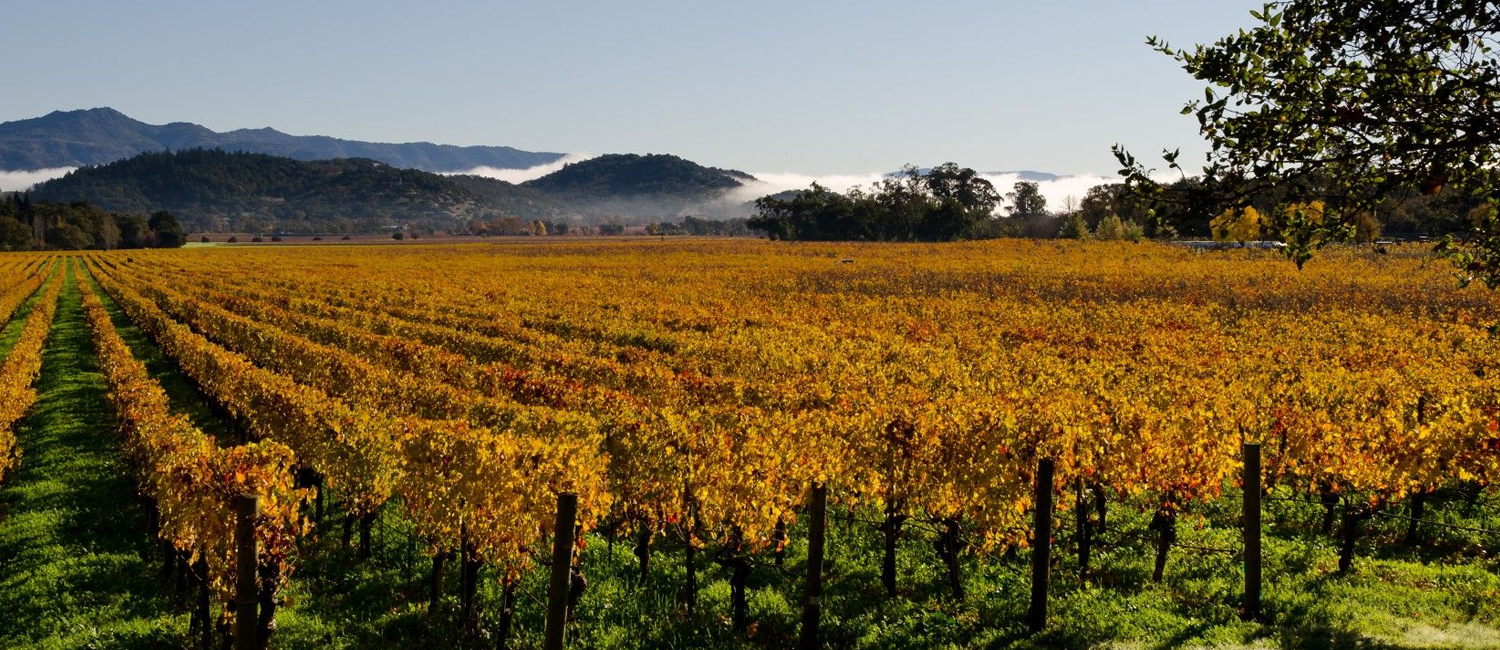 MAKE THE MOST OF YOUR NAPA VALLEY ADVENTURE